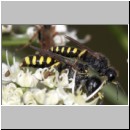 Ectemnius lapidarius - Grabwespe 05 8-12mm Paarung.jpg